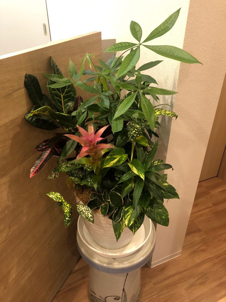 受付の観葉植物たち