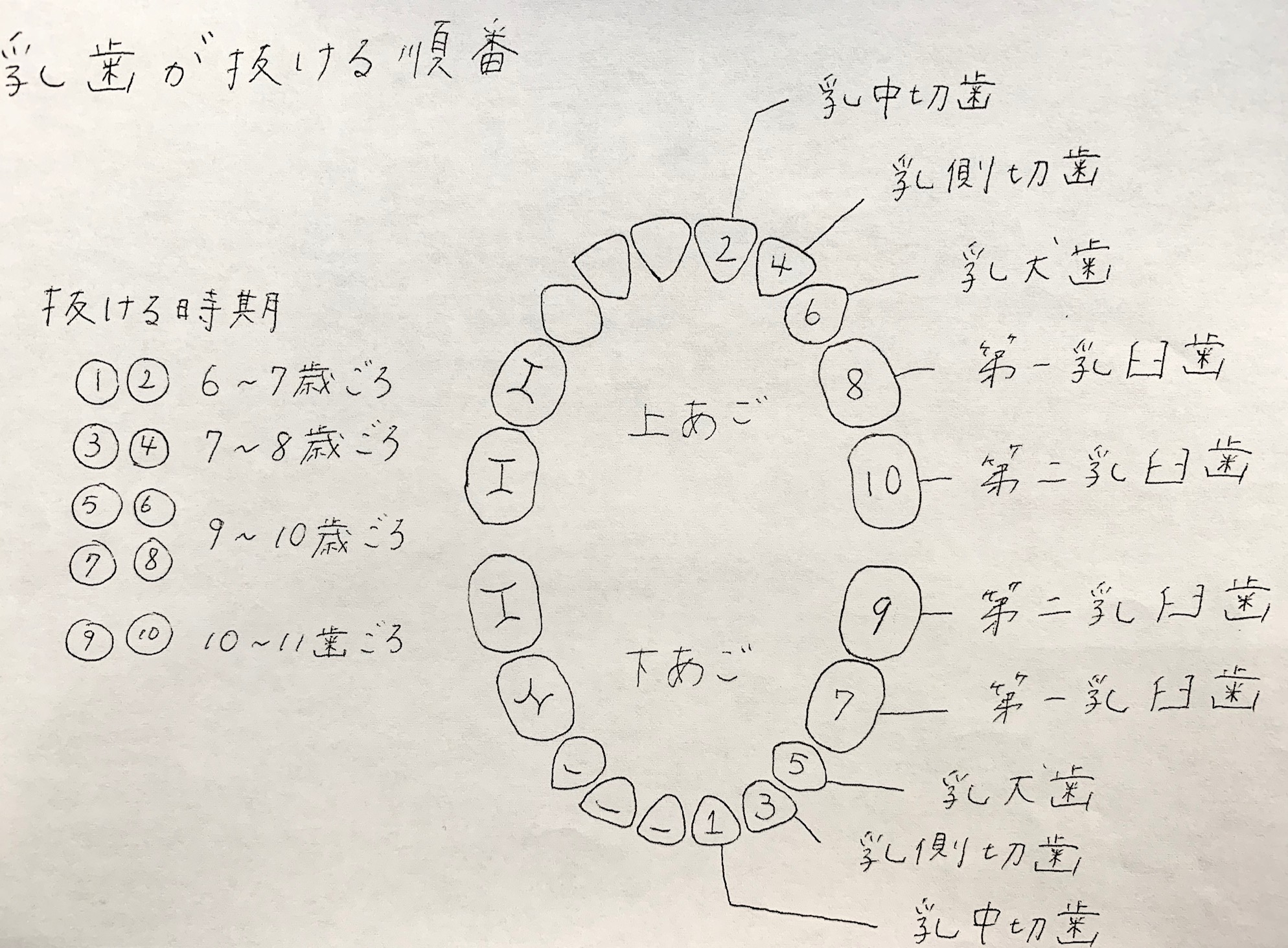 歯 の 抜ける 順番